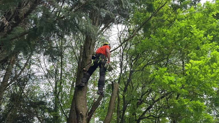 Best Tree Removal Services  in Prescott, WI